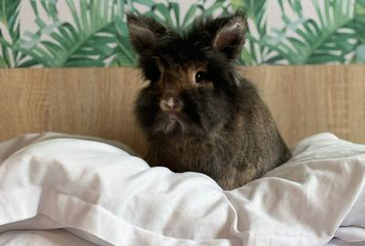 Apartament cu 4 camere decomandat, mobilat în Unirii