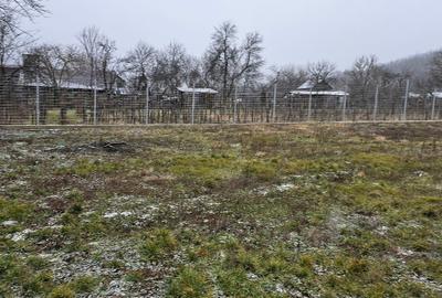 VÂNZARE MOȘIE – Sat Mitrofani, Comuna Mitrofani, jud. Vâlcea - 4