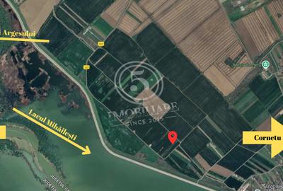 Teren intravilan, Cornetu, Ilfov – 5.590 mp - 4