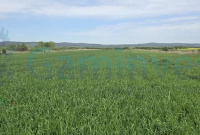 Doua parcele cu acces din E60.Intravilan.Osorhei, Bihor - 1