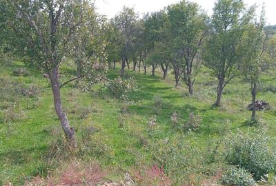 Teren extravilan 10.000 mp – Livadă de pruni, Dorolea (15 km de Bistrița) - 4