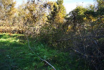 Teren Generos cu Casa in Gruiu - Snagov - 10