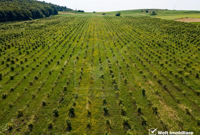 Teren nucifer cu plantatie de aluni, sat Frata, jud. Cluj - 4