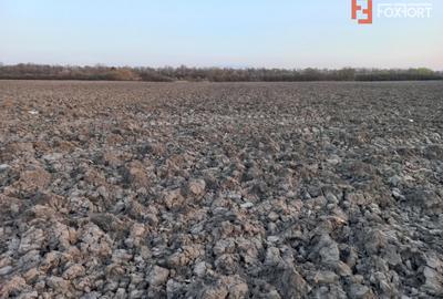 Teren Construcții extravilan de 4816 mp, în Ghiroda
