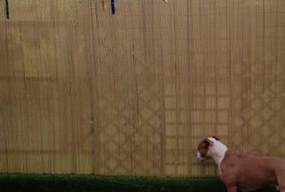 Apartament 2 camere Tatarasi - 15