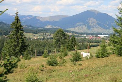Vand 10 ha teren in Poiana Negrii, com. Dorna |Candreni - 1