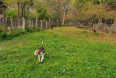 Puciosa Moreni Valea Lunga Sat Izvoru 20000mp teren de vanzare - 8