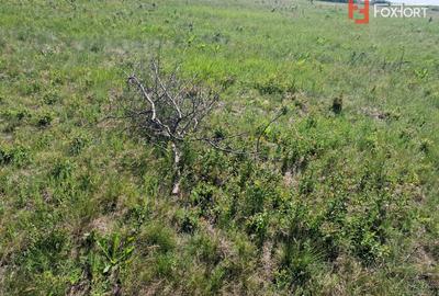 Teren de 5000 mp de vanzare in Mosnita Veche - 4