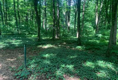 46644 mp teren in Padurea Baneasa proiect exclusivist - 13