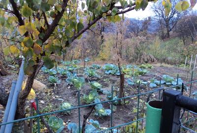 Casa cu 350 mp teren, la 5 km de oras - 9