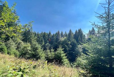 Teren Intravilan Predeal - Acces direct DN - Priveliste deosebita - 10