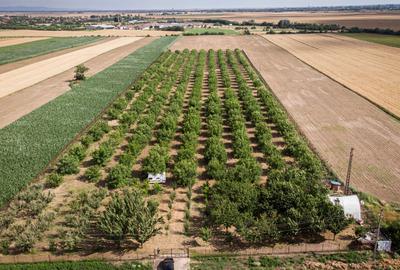 Livadă de nuci altoită și ecologică 2.5ha - 1