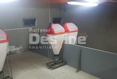 AFACERE LA CHEIE  FERMA DE  PORCI - 7