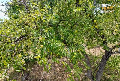 FILM! Confortabila ariere, 4.500 mp, arbori roditori, Sancraiu,Covasna - 1