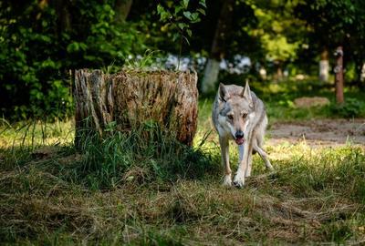 Complex turistic 18 camere, piscina si iaz, de vanzare, Rasnov - Glajarie, jud B - 15