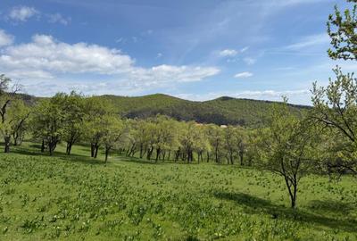 TEREN INTRAVILAN 8330 MP, INURI, VINTU DE JOS - 5