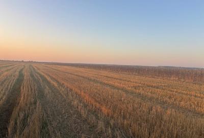 Teren agricol extravilan de 5000 mp, în Malu Mare