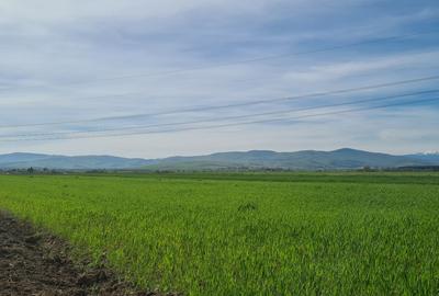 TEREN EXTRAVILAN LANGA FABRICA DE CHERESTEA Holzindustrie Schweighofer - RECI - 5