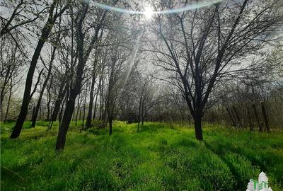 Teren 1274 mp cu livada si casa veche Primarie Bragadiru - 1