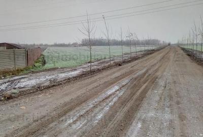 Teren 5000 mp,deschidere 50m Bine Pozitionat Cazasu, 25E mp - 3