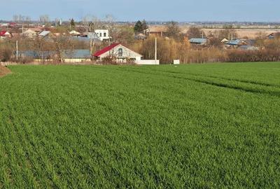 Teren Construcții intravilan de 10000 mp, în Budeni