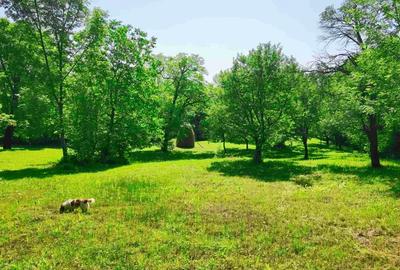 Teren intravilan Talea situat in mijlocul naturii ! - 7