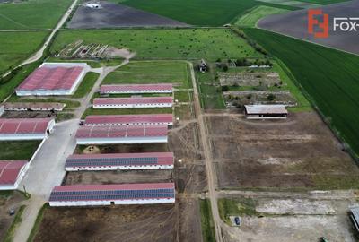 Teren intravilan cu suprafata de 58.340 mp, in Sanmartinul Sarbesc - 6