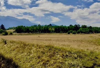 Tohanu Nou | Bran | 8000mp