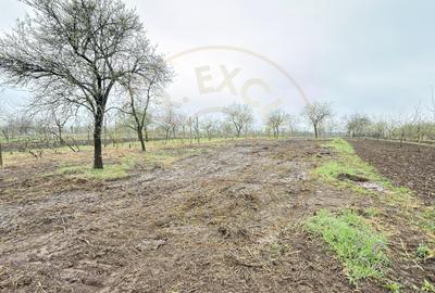 De vânzare 2 Case de vinificație cu Teren 4108 mp - Grădina Viilor - Carei - 10