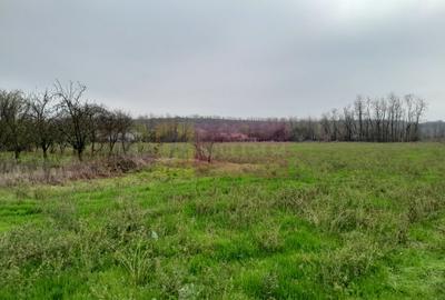 BARCANESTI -  casa +curte+teren 16k mp - 57