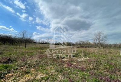 Teren intravilan pentru investitie, 2896 mp, Herneacova Timis - 6