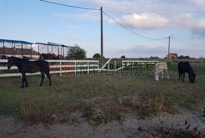 Ferma Zootehnică Mixtă – Cernateaz, Timiș | 9,5 ha | Hale Moderne, Casă 2019, va - 8