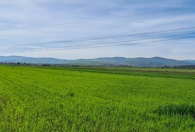 TEREN EXTRAVILAN LANGA FABRICA DE CHERESTEA Holzindustrie Schweighofer - RECI - 4