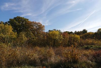De vansare teren intravilan 600 mp pentru zona de agrement, Zona pădure -Jupiter - 1