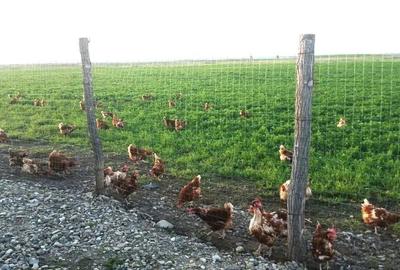 Ferma de gaini ouatoare in sistem free-range | 45.000 mp teren - 6
