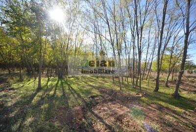 Snagov Ciofliceni Mânastire- Teren 1432 Mp, D 60 M, Curent Gaze Asfalt - 8