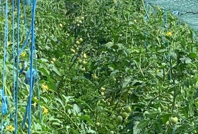 De Vânzare – Fermă de Pomi Fructiferi, 48,8 ha, Iancu Jianu, Jud. Olt - 25