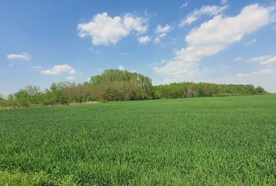 Teren intravilan Butimanu/Barbuceanu, Dambovita - 1