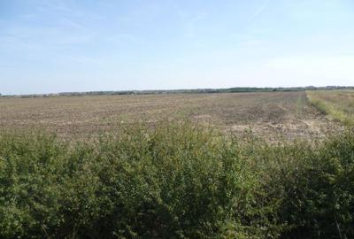 Vand teren pe soseaua de centura, la 800 de metri de Calea Aradului - 5