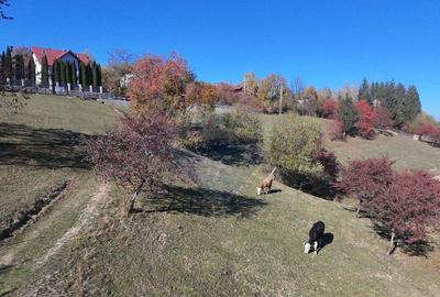 Teren 3,500mp Bran / Strada Bradul Inalt - 6