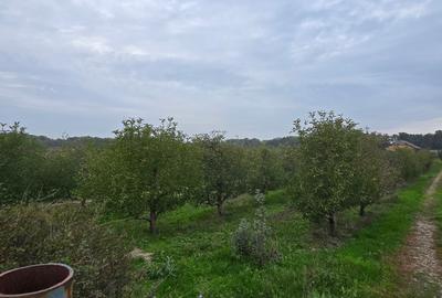 LIVADA  DE VANZARE FOCSANI-DUMBRAVITA  1,8  HA - 10