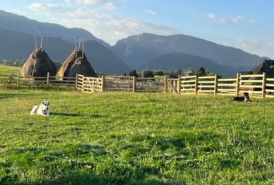 Teren intravilan (18066 mp) si extravilan (4566 mp) in sat Pestera, com Moieciu - 5