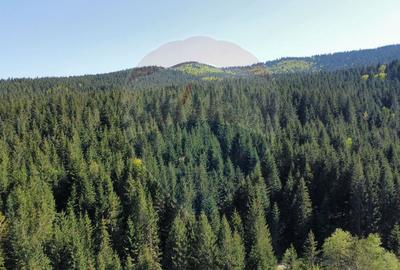 Teren 12,127mp Frasin / Drumul Forestier Valea Seacă - 7