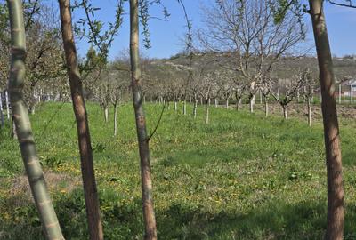 TEREN INTRAVILAN -1300 mp CURTISOARA - 17