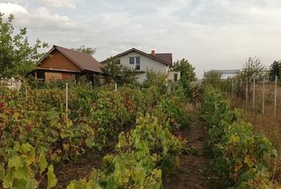 Moara Vlasiei , Casa cu teren 4250 m2 - 4