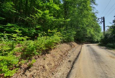 Padure zona Nehoiu  6H – 0,6 euro/mp - 1