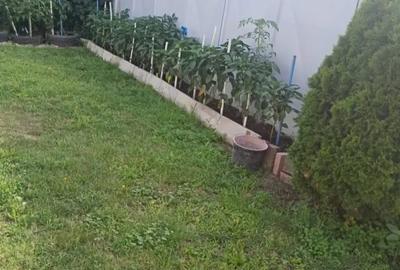 Varias - Casa Individuala - Teren - 11