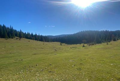 Teren extravilan la Poiana Horea - Belis - 16.000 mp - 1