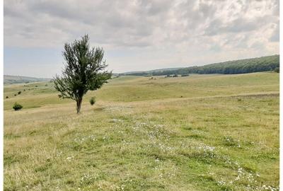 Teren Sercaia  250 ha - 10
