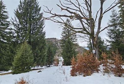 Teren superb extravilan in apropiere de Poiana Brasov - 9